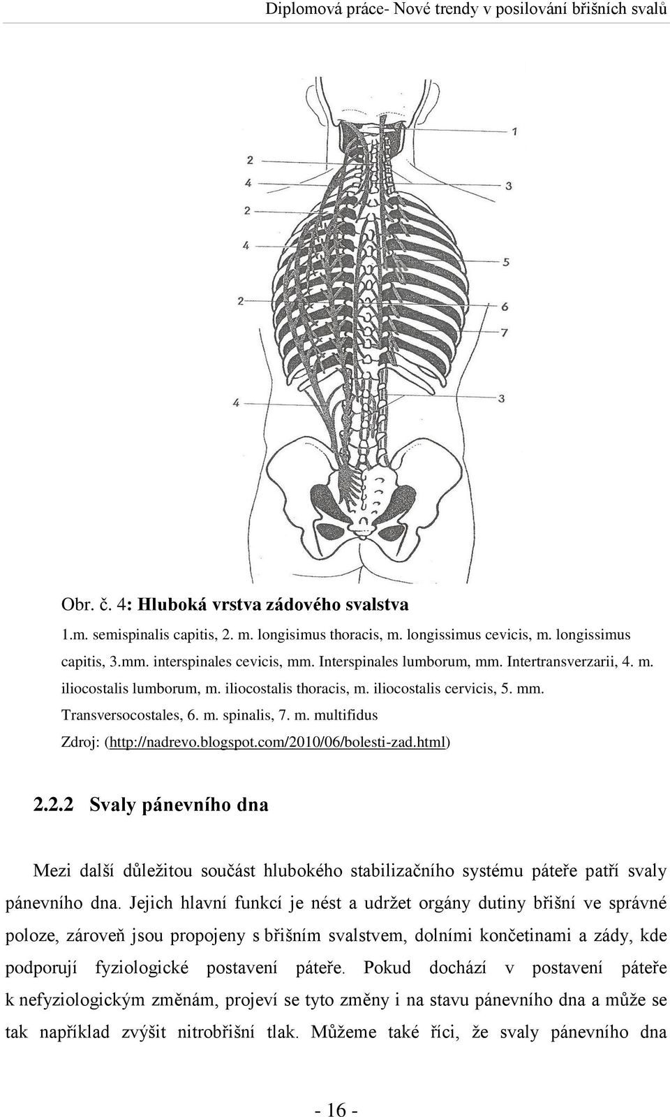 blogspot.com/2010/06/bolesti-zad.html) 2.2.2 Svaly pánevního dna Mezi další důležitou součást hlubokého stabilizačního systému páteře patří svaly pánevního dna.