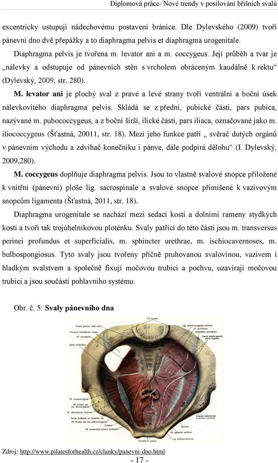 levator ani je plochý sval z pravé a levé strany tvoří ventrální a boční úsek nálevkovitého diaphragma pelvis. Skládá se z přední, pubické části, pars pubica, nazývané m.