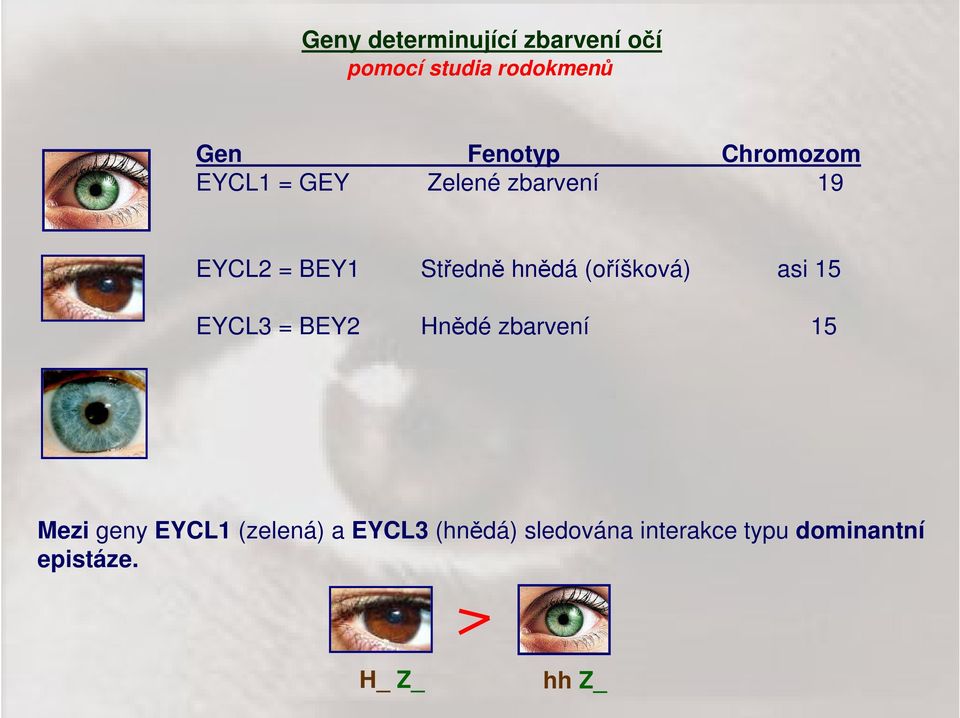 (oříšková) asi 15 EYCL3 = BEY2 Hnědé zbarvení 15 Mezi geny EYCL1