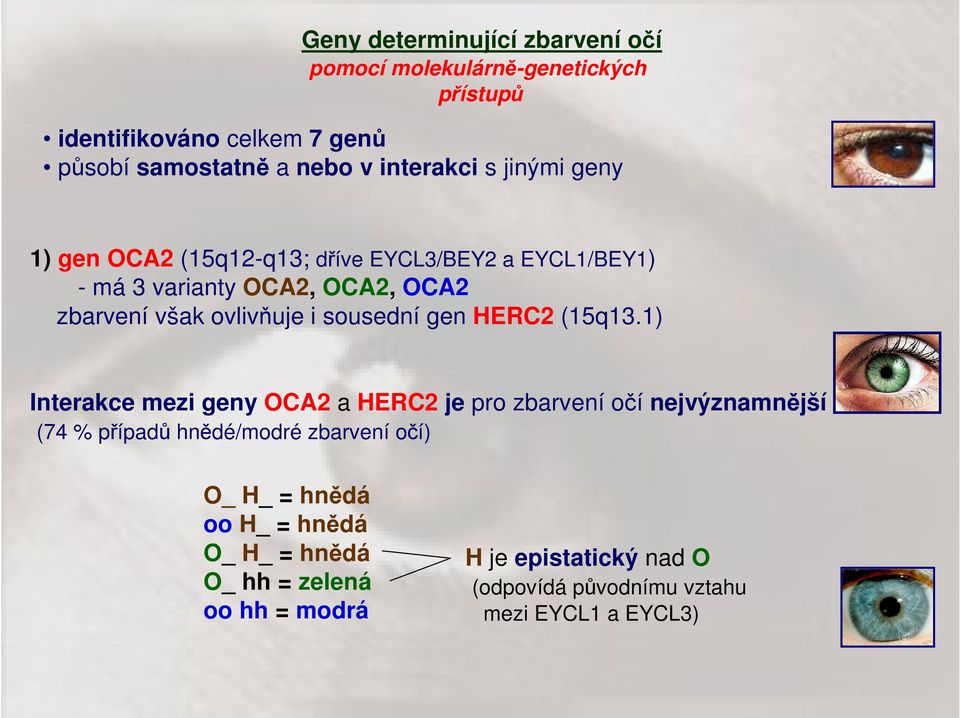 i sousední gen HERC2 (15q13.