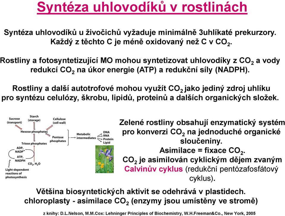 Rostliny a další autotrofové mohou vyuţít CO 2 jako jediný zdroj uhlíku pro syntézu celulózy, škrobu, lipidů, proteinů a dalších organických sloţek.