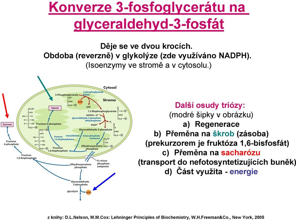 ) Další osudy triózy: (modré šipky v obrázku) a) Regenerace b) Přeměna na škrob (zásoba)
