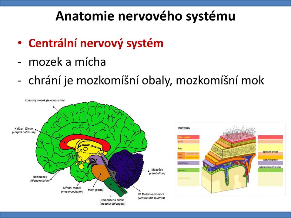 mozek a mícha - chrání je
