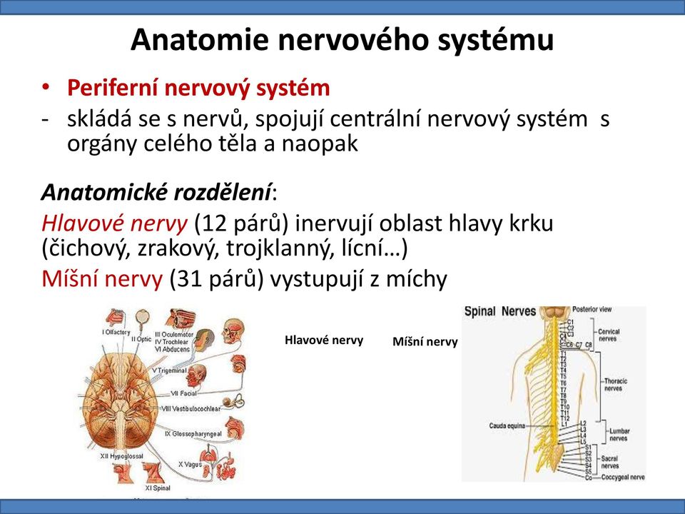 rozdělení: Hlavové nervy (12 párů) inervují oblast hlavy krku (čichový,