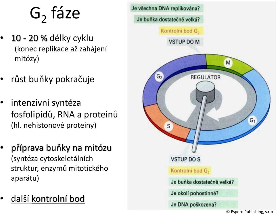 nehistonové proteiny) příprava buňky na mitózu (syntéza cytoskeletálních