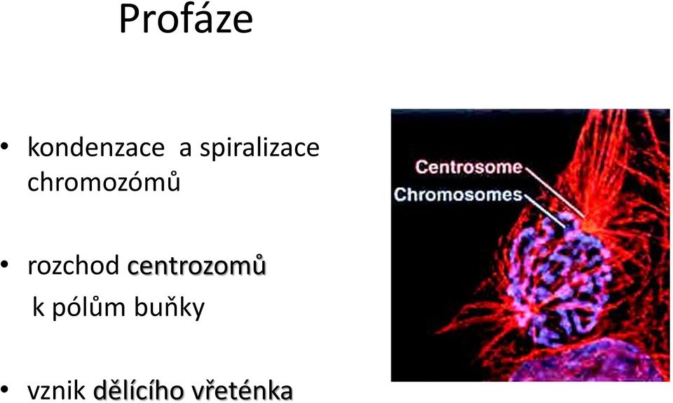 rozchod centrozomů k