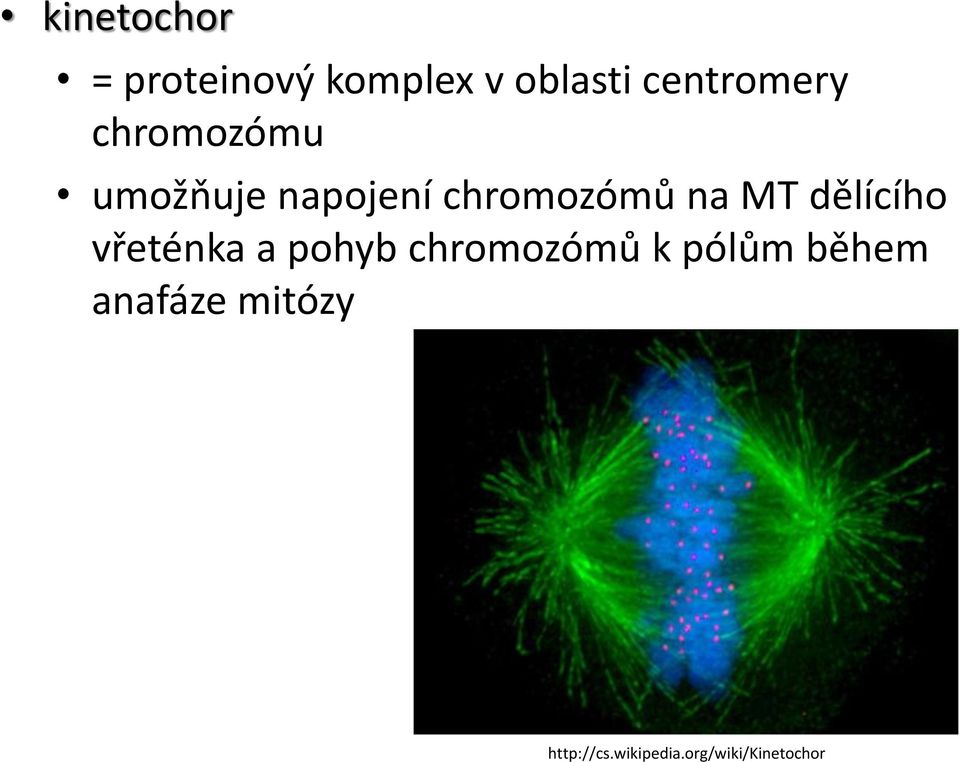 na MT dělícího vřeténka a pohyb chromozómů k pólům