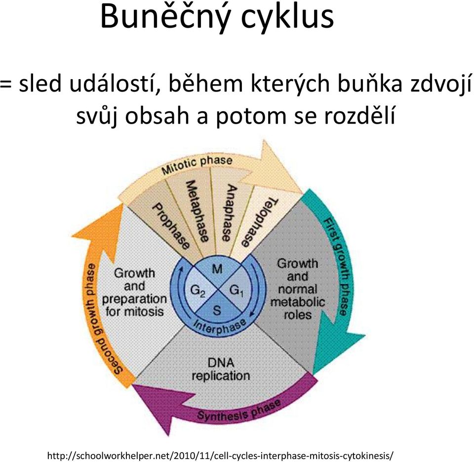 se rozdělí http://schoolworkhelper.