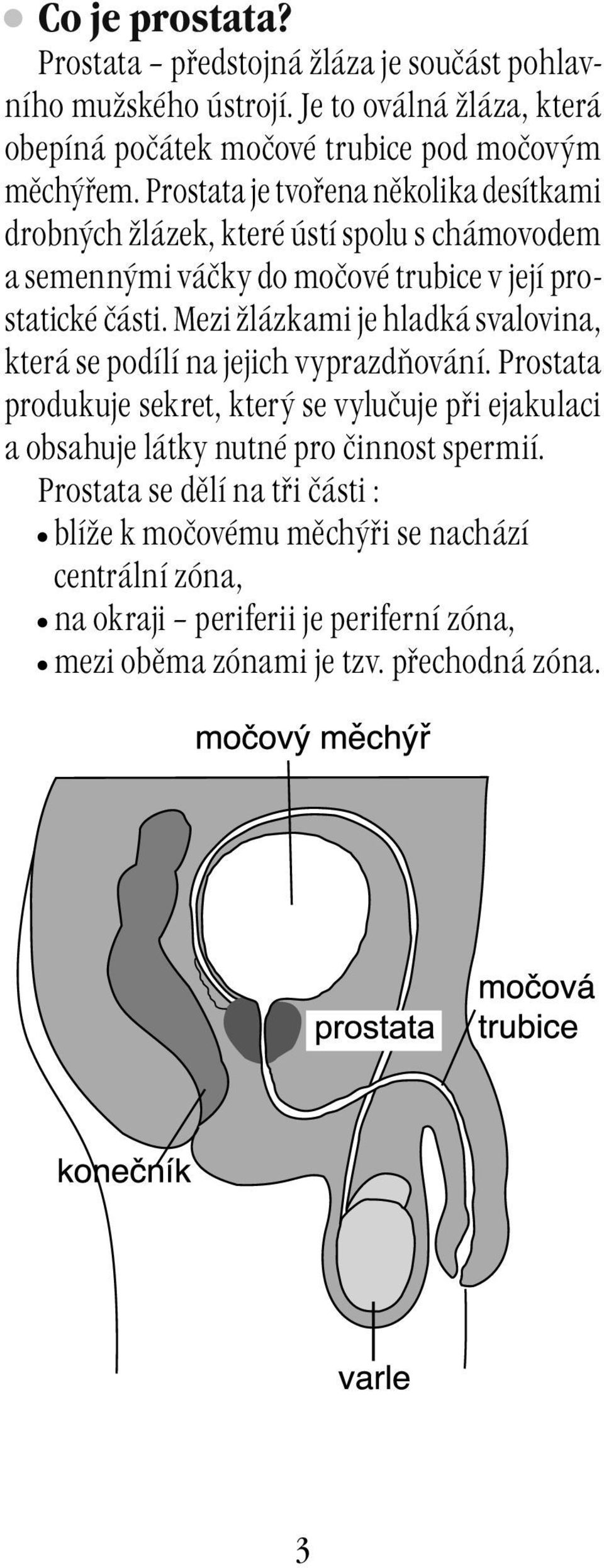 Mezi žlázkami je hladká svalovina, která se podílí na jejich vyprazdňování.