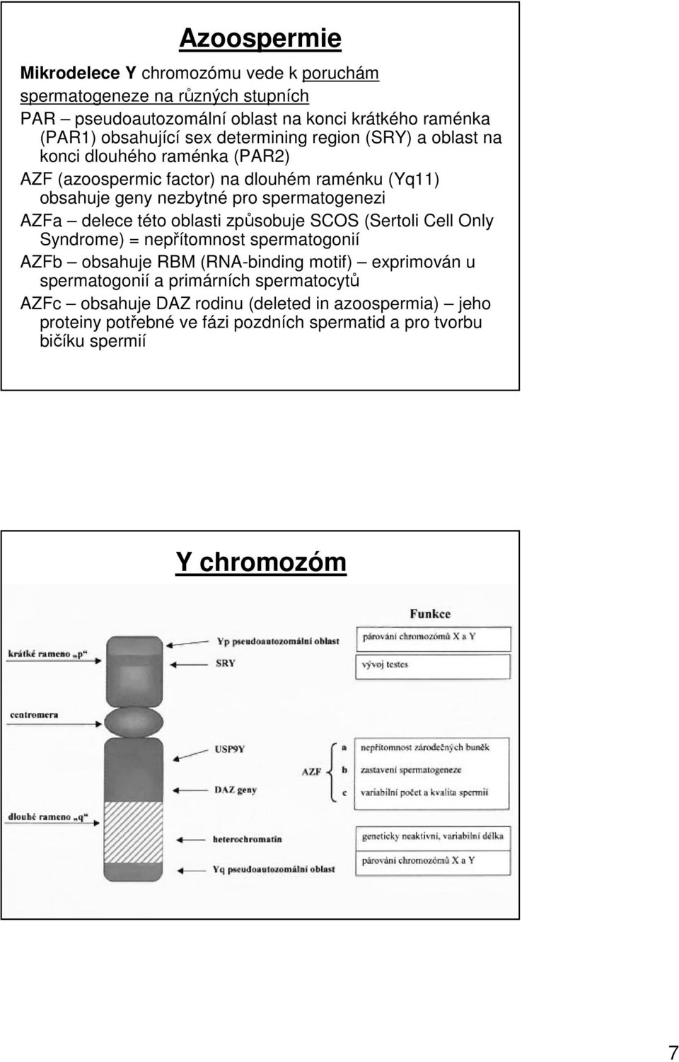 AZFa delece této oblasti způsobuje SCOS (Sertoli Cell Only Syndrome) = nepřítomnost spermatogonií AZFb obsahuje RBM (RNA-binding motif) exprimován u spermatogonií
