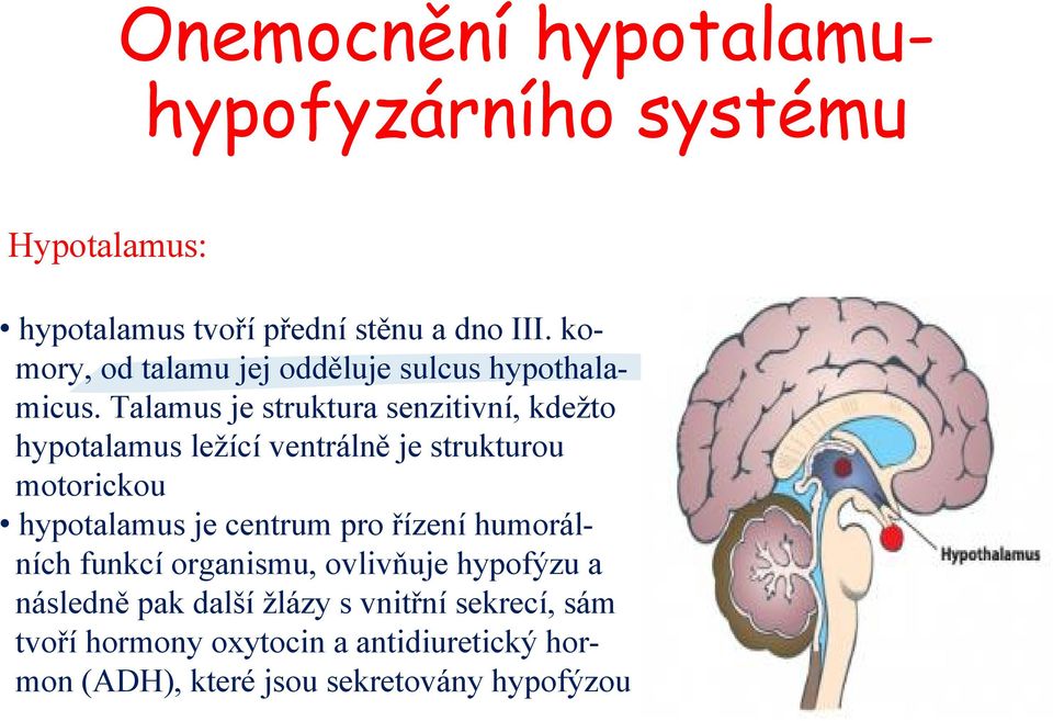 Talamus je struktura senzitivní, kdežto hypotalamus ležící ventrálně je strukturou motorickou hypotalamus je centrum