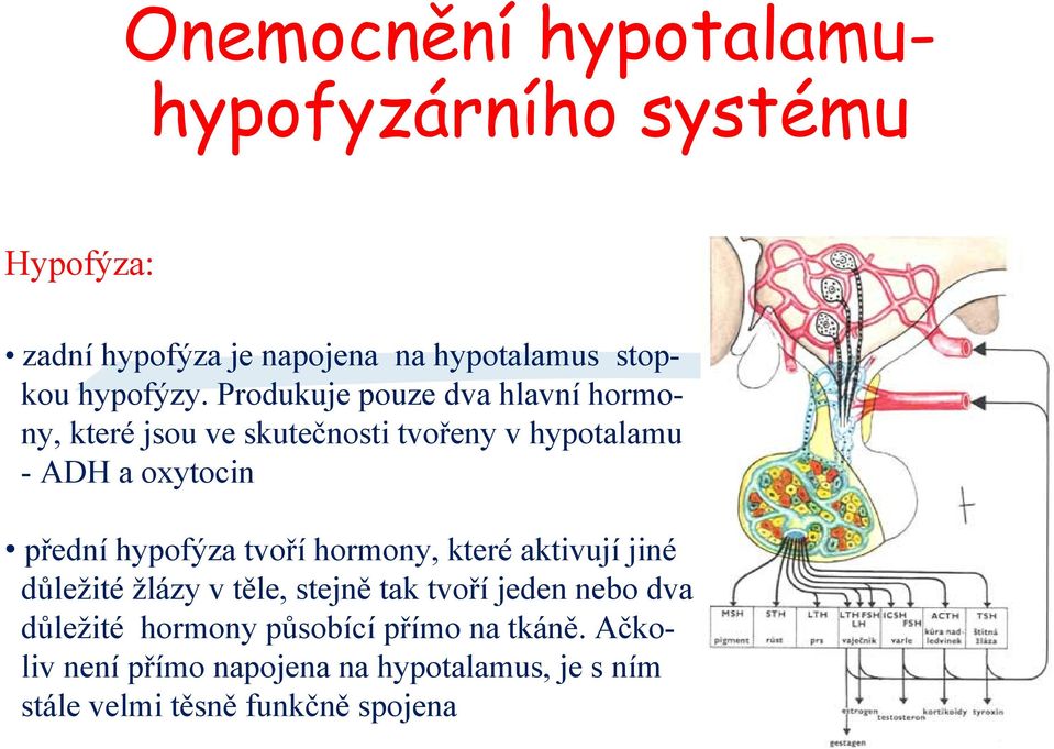 hypofýza tvoří hormony, které aktivují jiné důležité žlázy v těle, stejně tak tvoří jeden nebo dva důležité