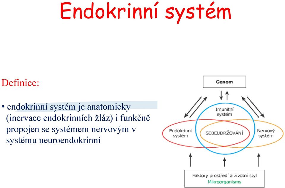 endokrinních žláz) i funkčně propojen