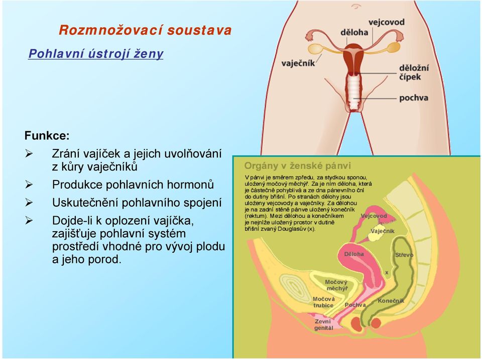 Uskutečnění pohlavního spojení Dojde-li k oplození vajíčka,