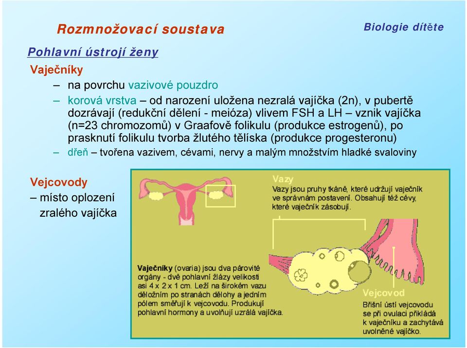 v Graafově folikulu (produkce estrogenů), po prasknutí folikulu tvorba žlutého tělíska (produkce