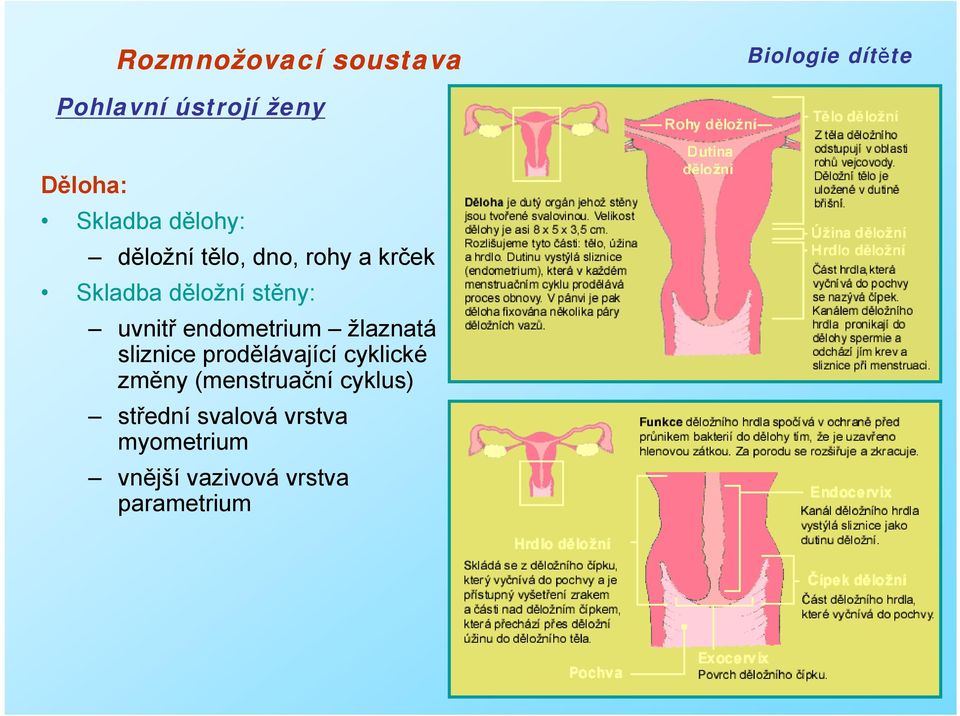 žlaznatá sliznice prodělávající cyklické změny (menstruační