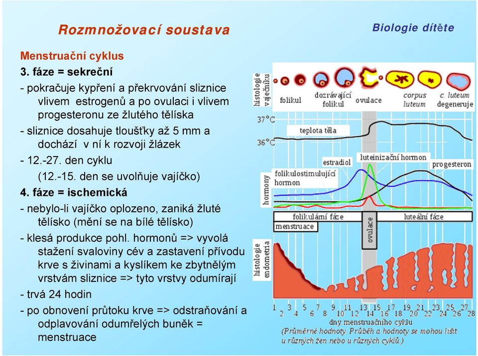 až 5 mm a dochází v ní k rozvoji žlázek - 12.-27. den cyklu (12.-15. den se uvolňuje vajíčko) 4.