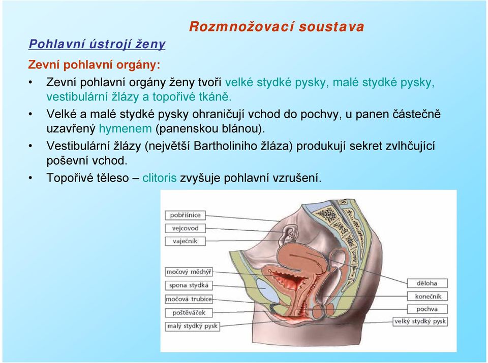 Velké a malé stydké pysky ohraničují vchod do pochvy, u panen částečně uzavřený hymenem (panenskou blánou).