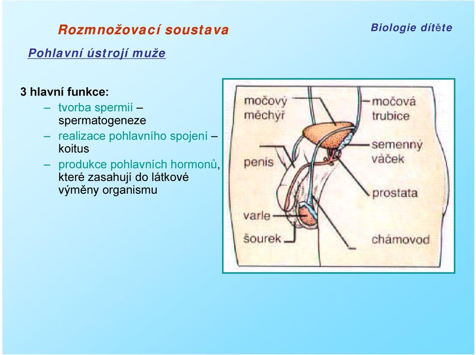 pohlavního spojení koitus produkce