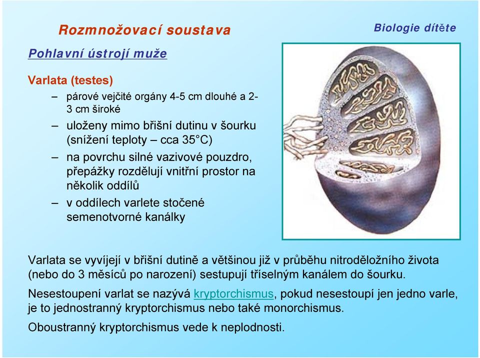 břišní dutině a většinou již v průběhu nitroděložního života (nebo do 3 měsíců po narození) sestupují tříselným kanálem do šourku.