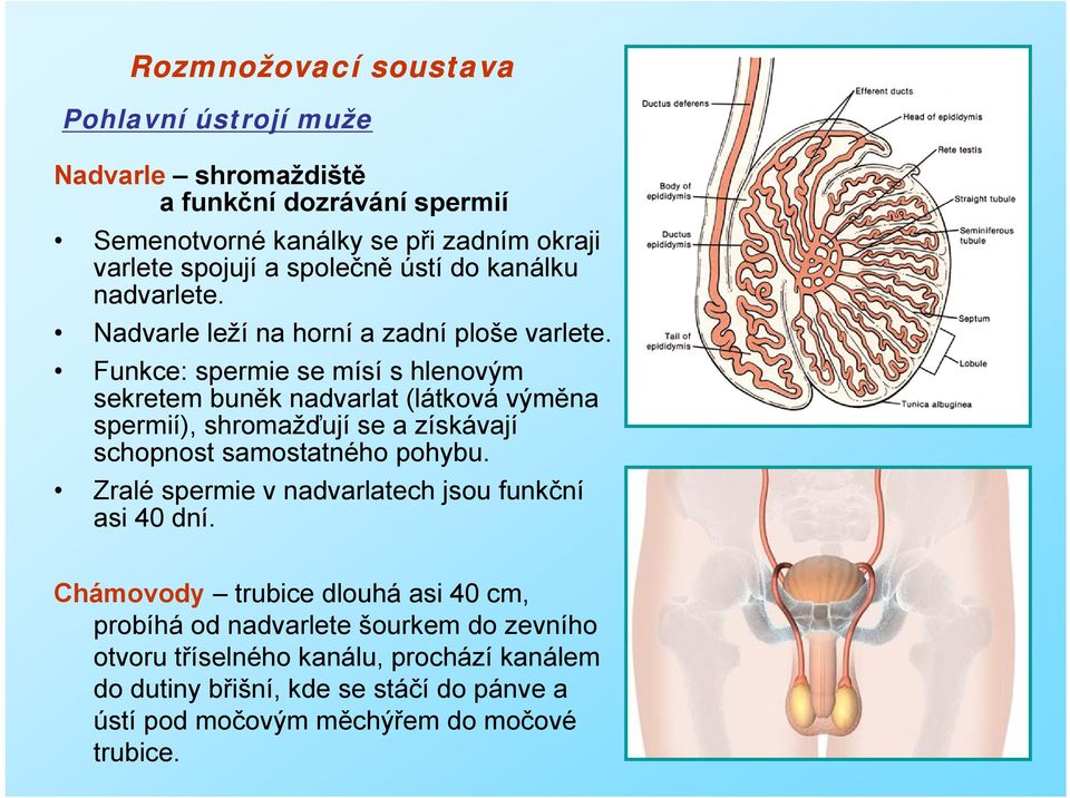 Funkce: spermie se mísí s hlenovým sekretem buněk nadvarlat (látková výměna spermií), shromažďují se a získávají schopnost samostatného pohybu.