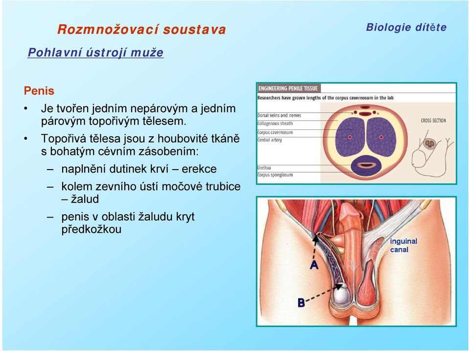 Topořivá tělesa jsou z houbovité tkáně s bohatým cévním zásobením: