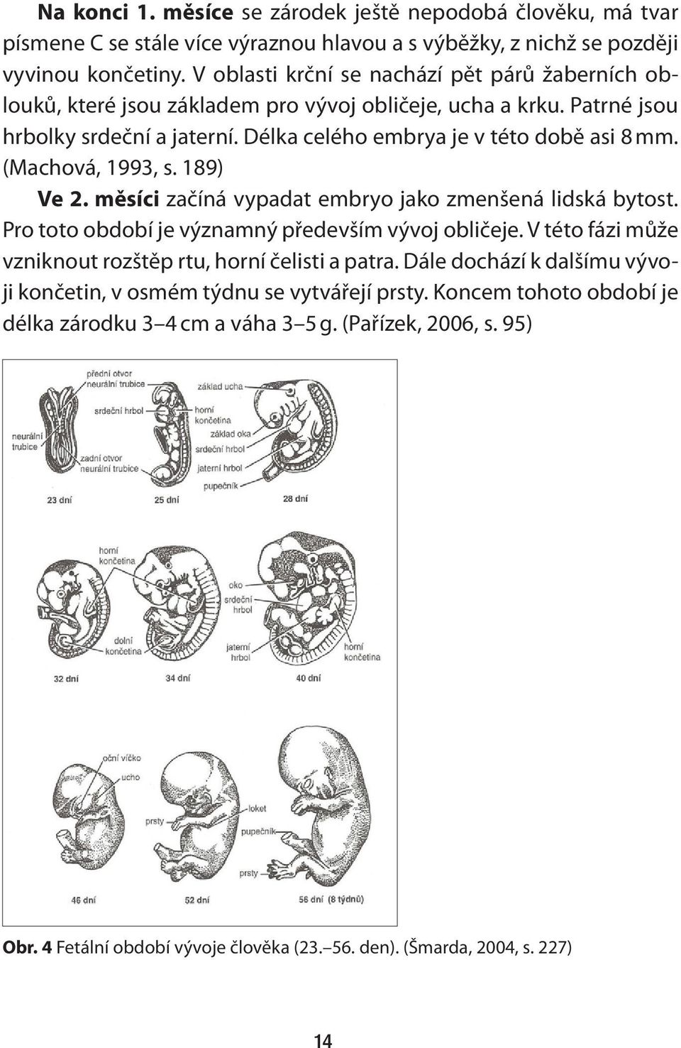 (Machová, 1993, s. 189) Ve 2. měsíci začíná vypadat embryo jako zmenšená lidská bytost. Pro toto období je významný především vývoj obličeje.