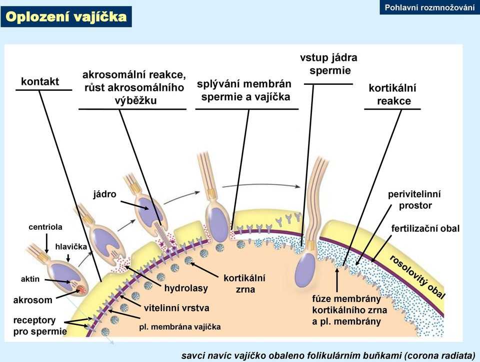 hlavička aktin akrosom receptory pro spermie hydrolasy vitelinní vrstva pl.