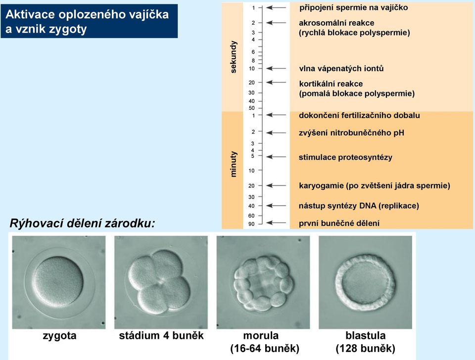 fertilizačního dobalu zvýšení nitrobuněčného ph stimulace proteosyntézy 10 Rýhovací dělení zárodku: 20 30 40 60 90 karyogamie (po