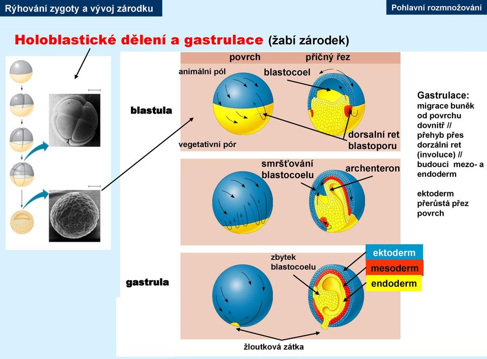 archenteron Gastrulace: migrace buněk od povrchu dovnitř // přehyb přes dorzální ret (involuce) //