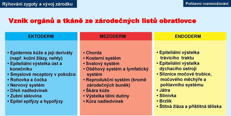 hypofýzy Chorda Kosterní systém Svalový systém Oběhový systém a lymfatický systém Reprodukční systém (kromě zárodečných buněk) Škára kůže Výstelka tělní dutiny Kůra