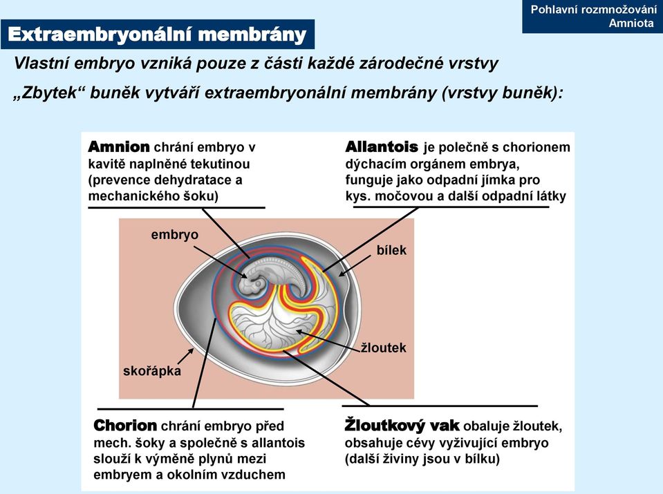 embrya, funguje jako odpadní jímka pro kys. močovou a další odpadní látky embryo bílek skořápka žloutek Chorion chrání embryo před mech.