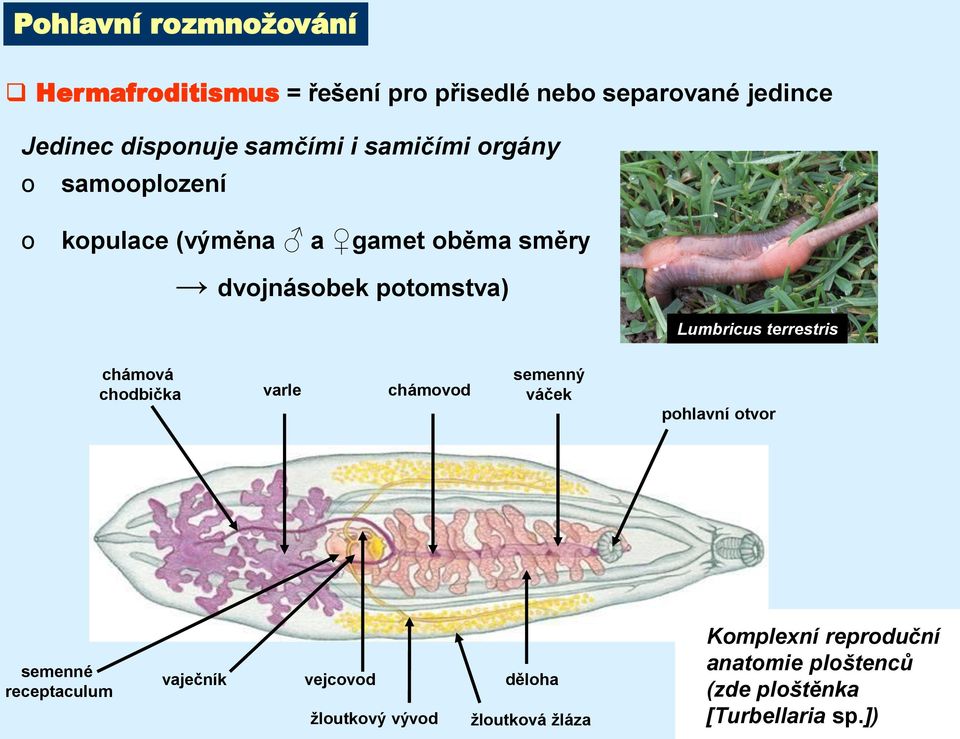 chámová chodbička varle chámovod semenný váček pohlavní otvor semenné receptaculum vaječník vejcovod