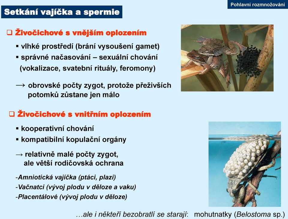 kooperativní chování kompatibilní kopulační orgány relativně malé počty zygot, ale větší rodičovská ochrana -Amniotická vajíčka (ptáci,