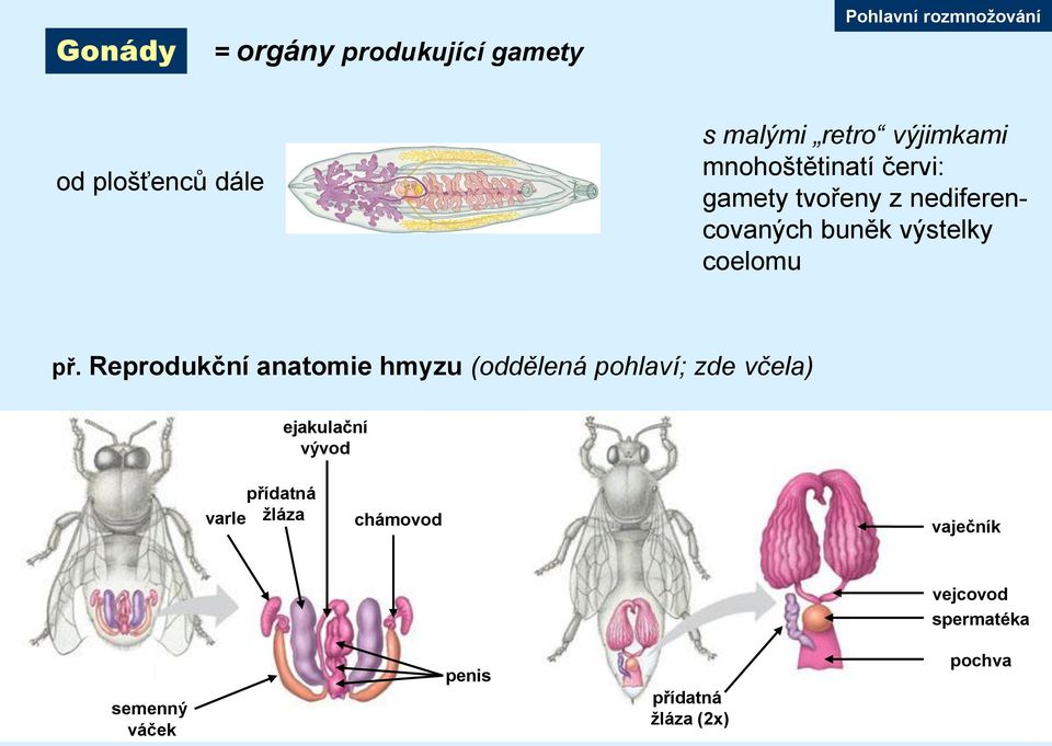 Reprodukční anatomie hmyzu (oddělená pohlaví; zde včela) ejakulační vývod přídatná