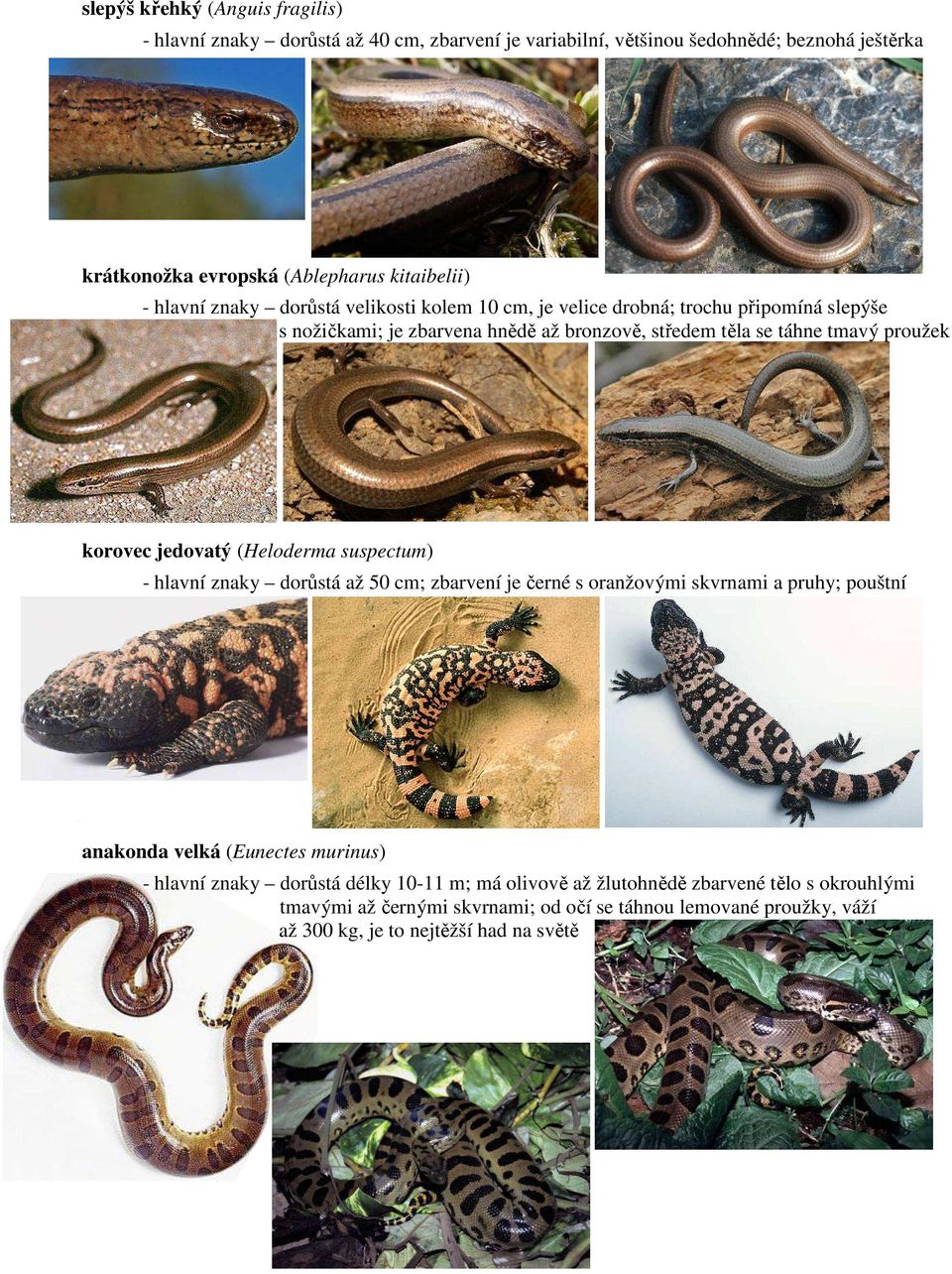 jedovatý (Heloderma suspectum) - hlavní znaky dorůstá až 50 cm; zbarvení je černé s oranžovými skvrnami a pruhy; pouštní anakonda velká (Eunectes murinus) - hlavní znaky