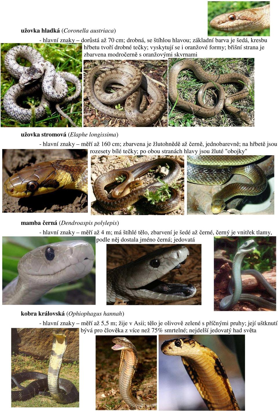 obou stranách hlavy jsou žluté "obojky" mamba černá (Dendroaspis polylepis) - hlavní znaky měří až 4 m; má štíhlé tělo, zbarvení je šedé až černé, černý je vnitřek tlamy, podle něj dostala jméno