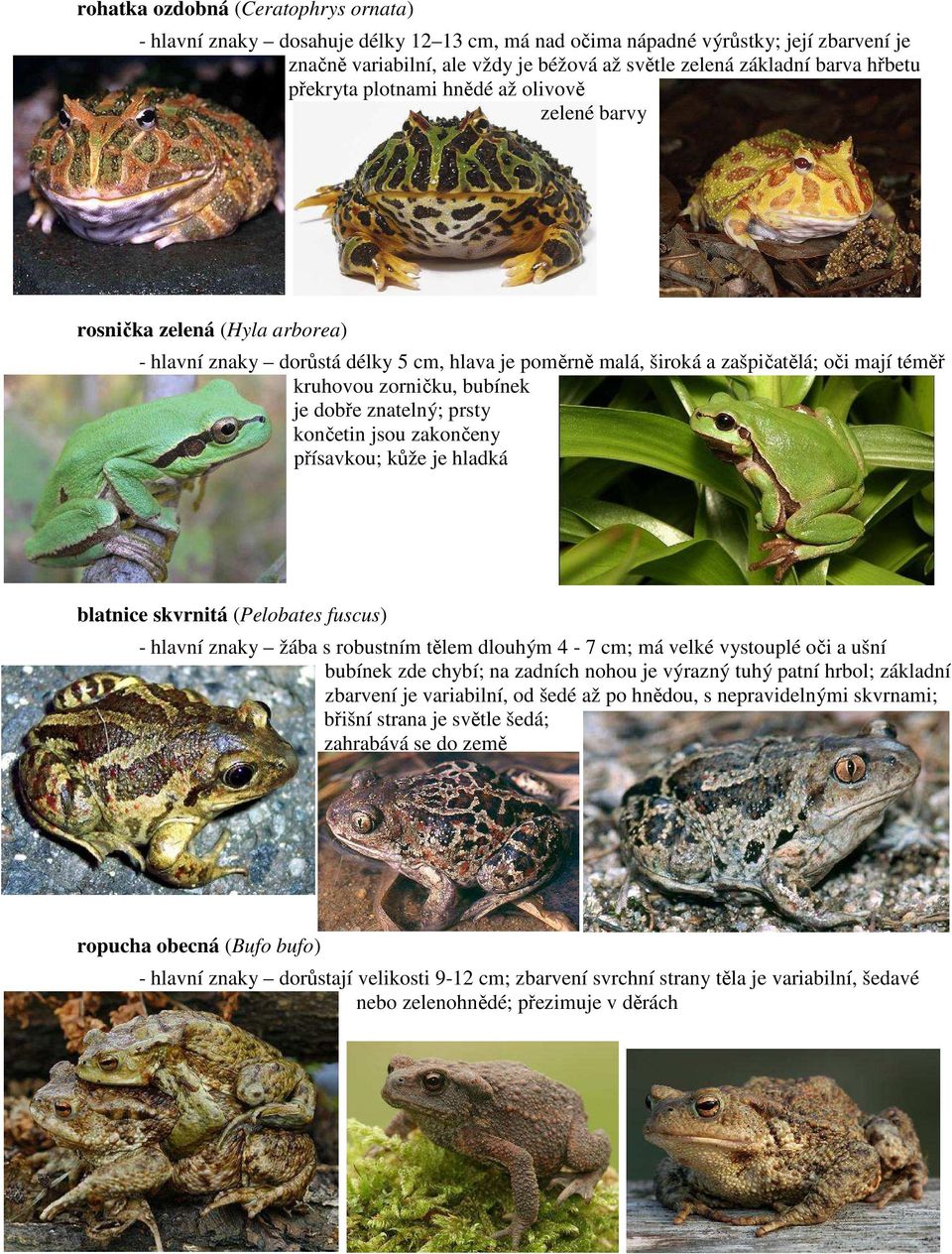 bubínek je dobře znatelný; prsty končetin jsou zakončeny přísavkou; kůže je hladká blatnice skvrnitá (Pelobates fuscus) - hlavní znaky žába s robustním tělem dlouhým 4-7 cm; má velké vystouplé oči a
