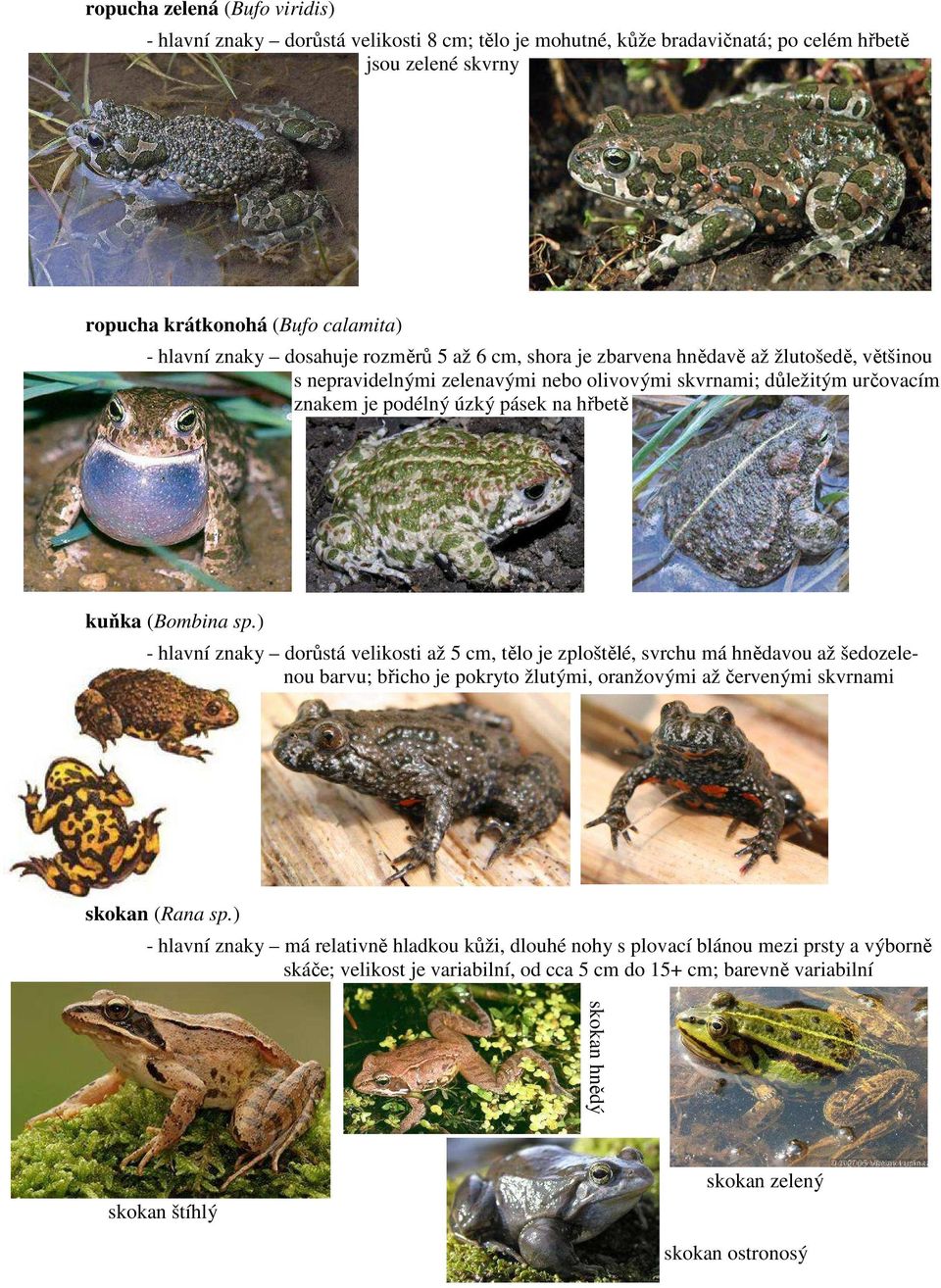 ) - hlavní znaky dorůstá velikosti až 5 cm, tělo je zploštělé, svrchu má hnědavou až šedozelenou barvu; břicho je pokryto žlutými, oranžovými až červenými skvrnami skokan (Rana sp.