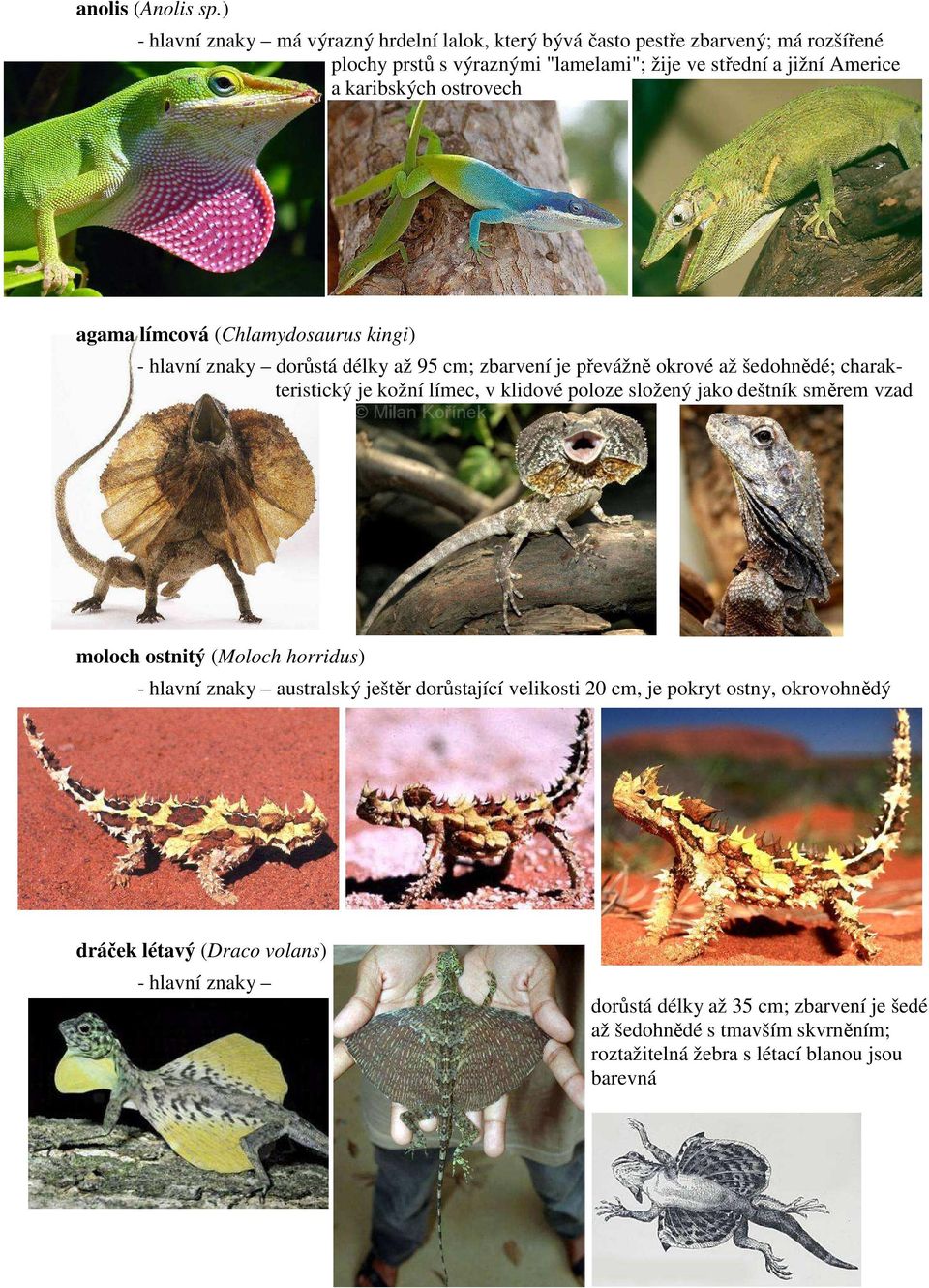ostrovech agama límcová (Chlamydosaurus kingi) - hlavní znaky dorůstá délky až 95 cm; zbarvení je převážně okrové až šedohnědé; charakteristický je kožní límec, v klidové