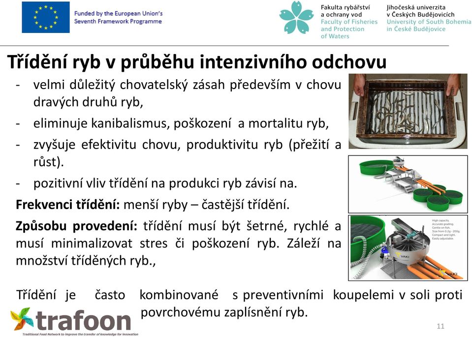 - pozitivní vliv třídění na produkci ryb závisí na. Frekvenci třídění: menší ryby častější třídění.