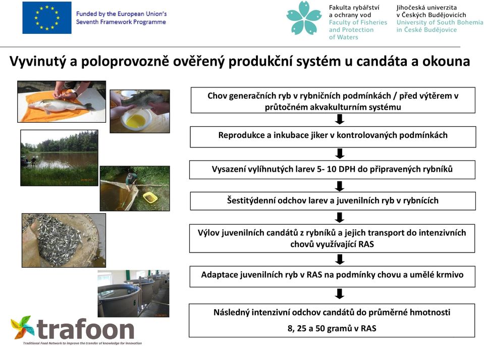 Šestitýdenní odchov larev a juvenilních ryb v rybnících Výlov juvenilních candátů z rybníků a jejich transport do intenzivních chovů