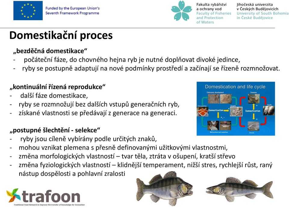 kontinuální řízená reprodukce - další fáze domestikace, - ryby se rozmnožují bez dalších vstupů generačních ryb, - získané vlastnosti se předávají z generace na generaci.