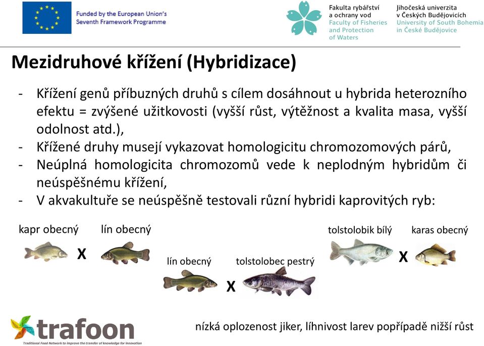 ), - Křížené druhy musejí vykazovat homologicitu chromozomových párů, - Neúplná homologicita chromozomů vede k neplodným hybridům či