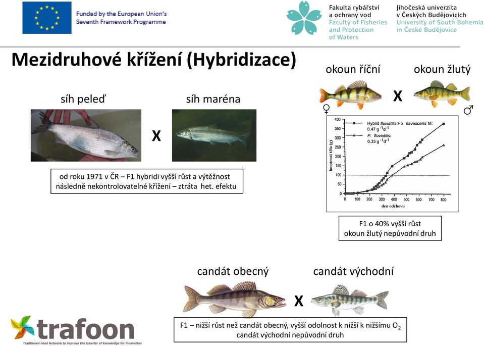 efektu F1 o 40% vyšší růst okoun žlutý nepůvodní druh candát obecný candát východní X F1