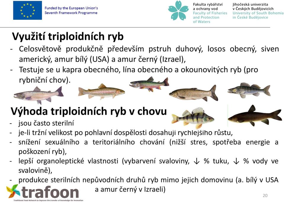 Výhoda triploidních ryb v chovu - jsou často sterilní - je-li tržní velikost po pohlavní dospělosti dosahují rychlejšího růstu, - snížení sexuálního a