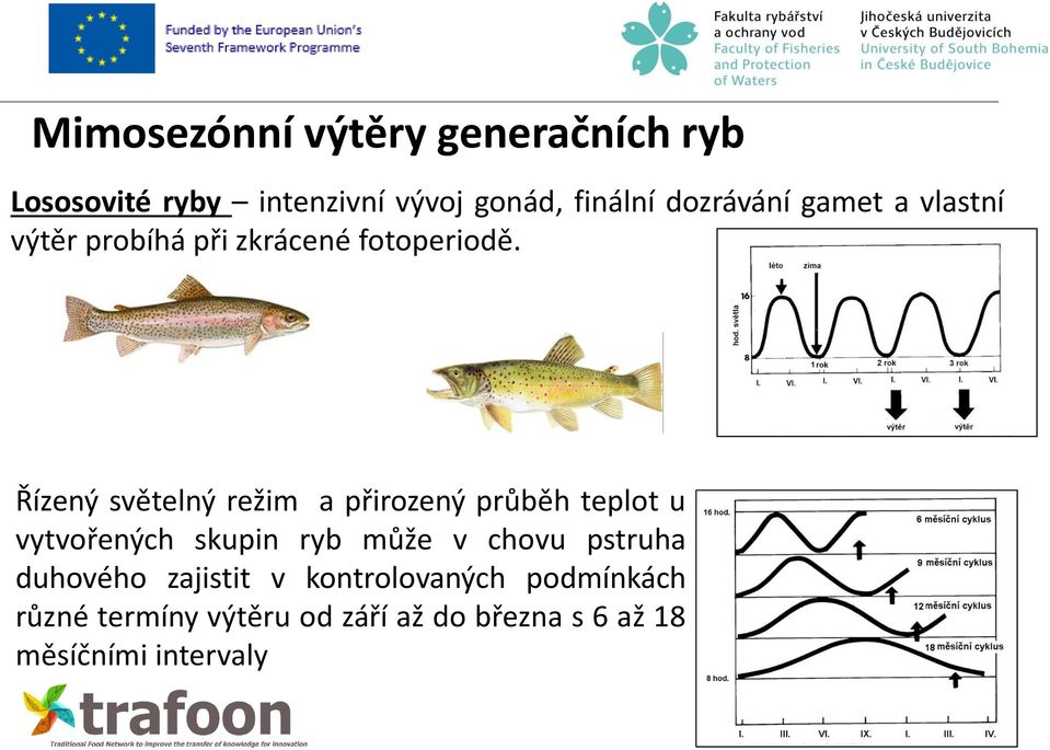 Řízený světelný režim a přirozený průběh teplot u vytvořených skupin ryb může v chovu