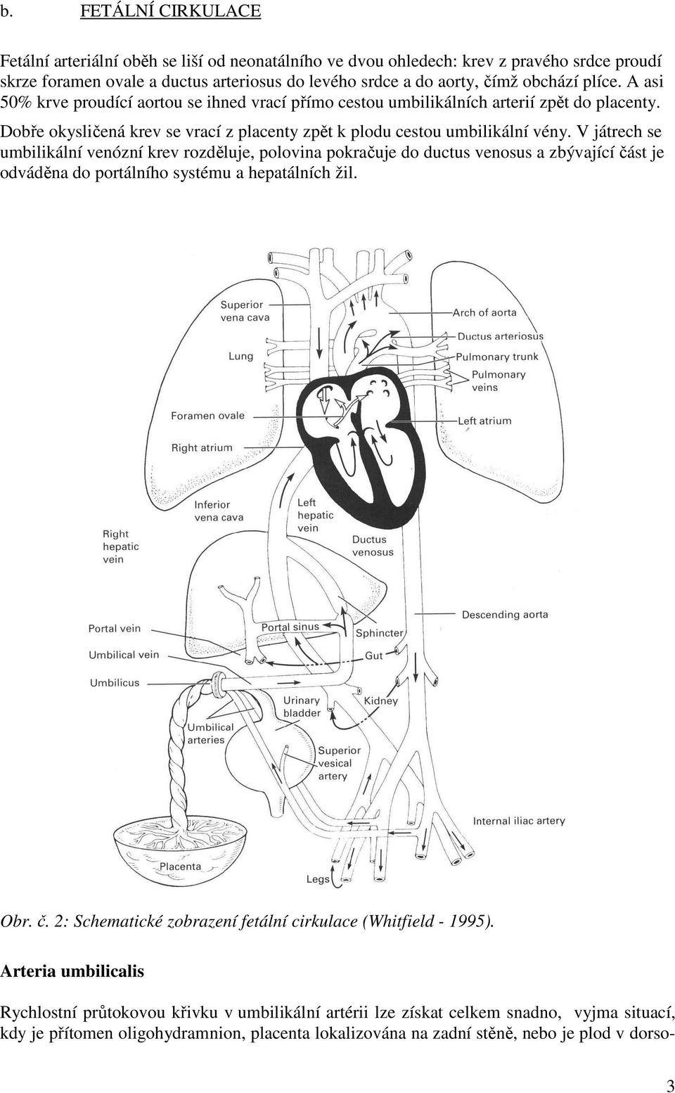 V játrech se umbilikální venózní krev rozděluje, polovina pokračuje do ductus venosus a zbývající část je odváděna do portálního systému a hepatálních žil. Obr. č. 2: Schematické zobrazení fetální cirkulace (Whitfield - 1995).