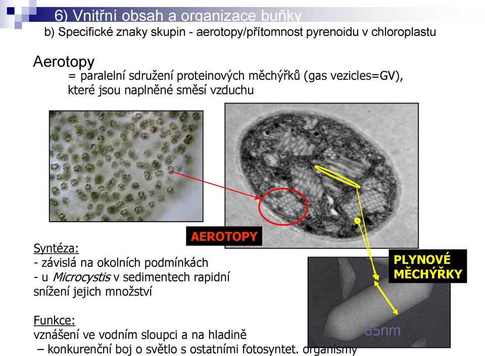 Syntéza: - závislá na okolních podmínkách - u Microcystis v sedimentech rapidní snížení jejich množství Funkce: