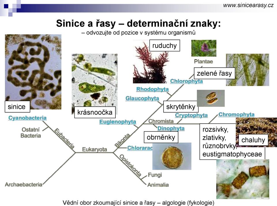 organismů ruduchy zelené řasy sinice krásnoočka skrytěnky obrněnky